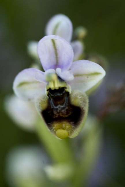 Ophrys dalla Lucania